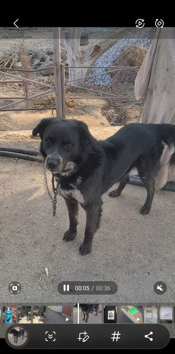 Собака ищем невесту