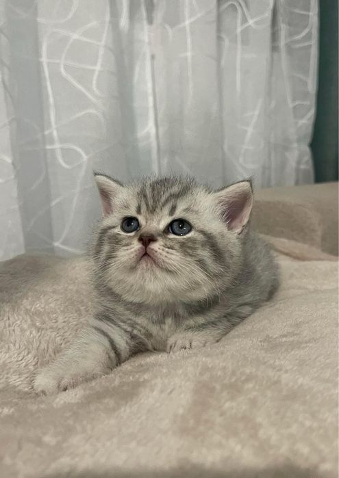 British shorthair chinchilla pedigree tip A