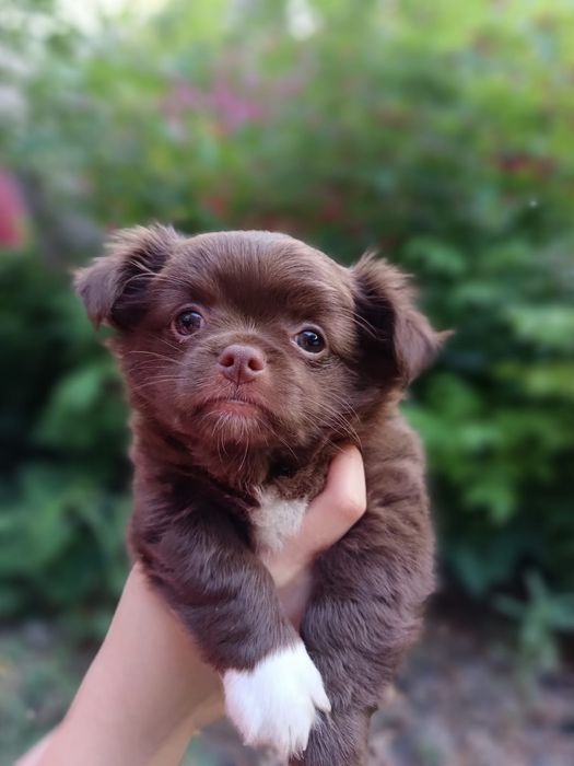 Чихуахуа мальчики и девочки д.ш
