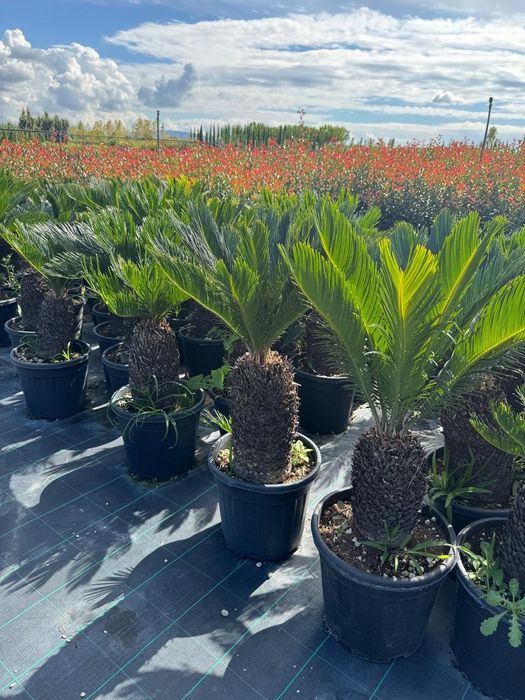 Tuia  leylandii bambus