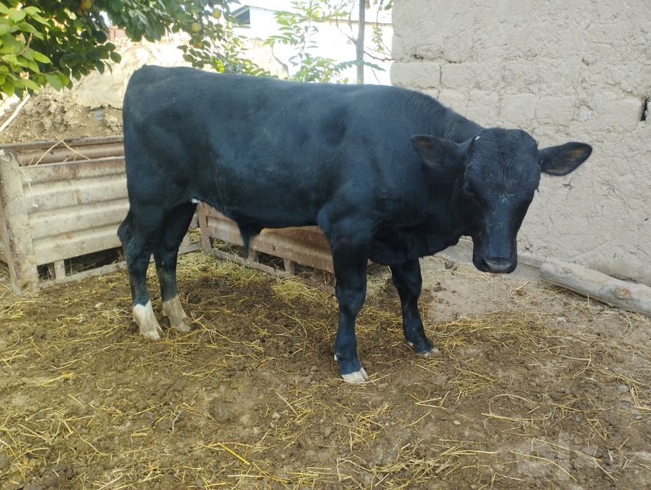 Buqacha Angus 4 oyki
