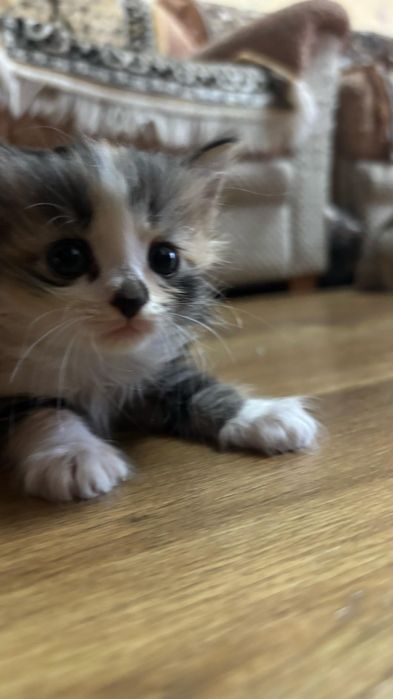 Дарю котят активных.