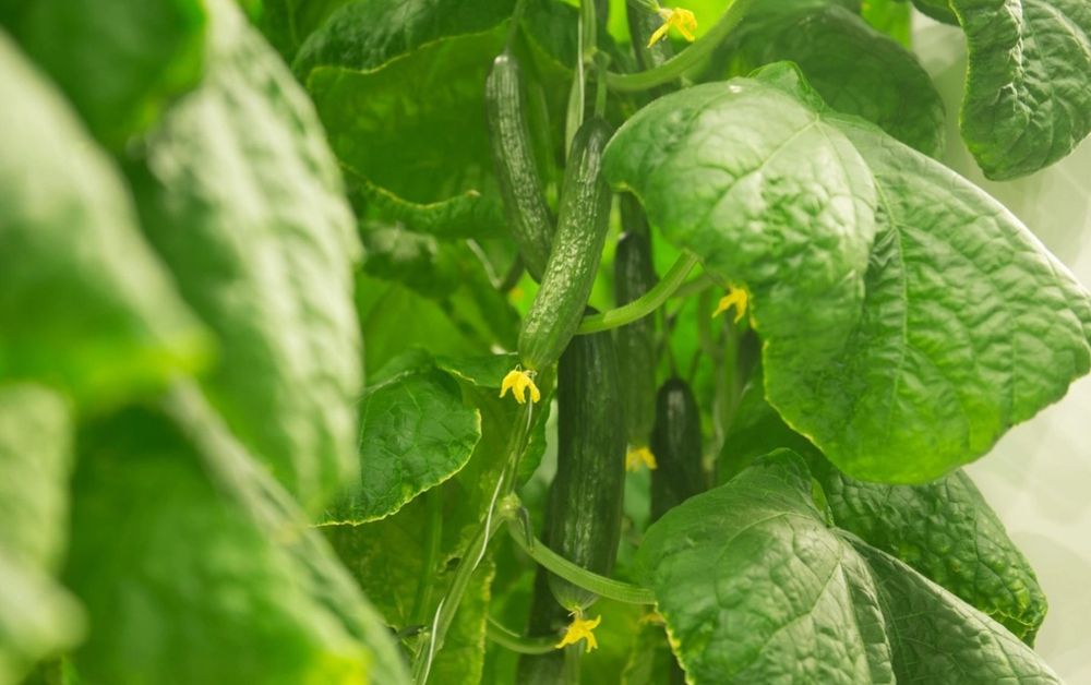 Продам рассаду в стаканчиках