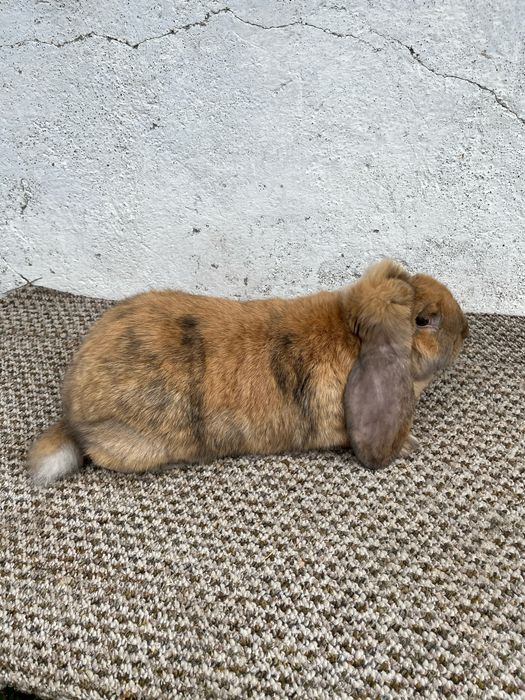 Кролики французкий баран