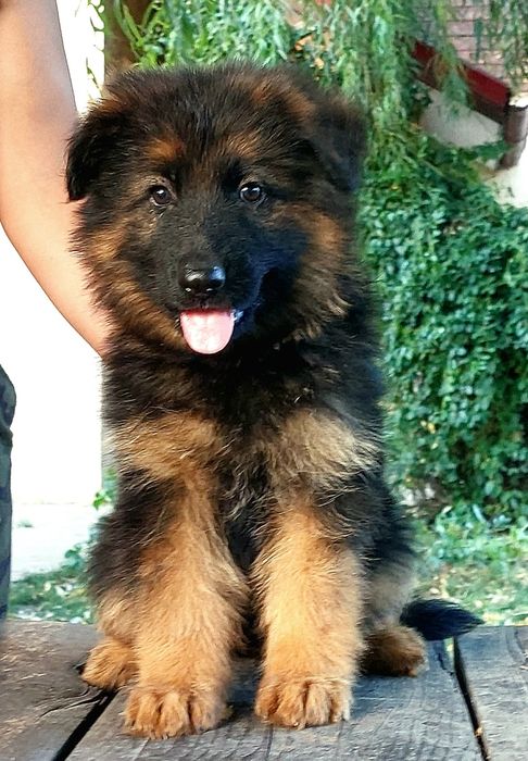 Femelă de ciobănesc german cu pedigree