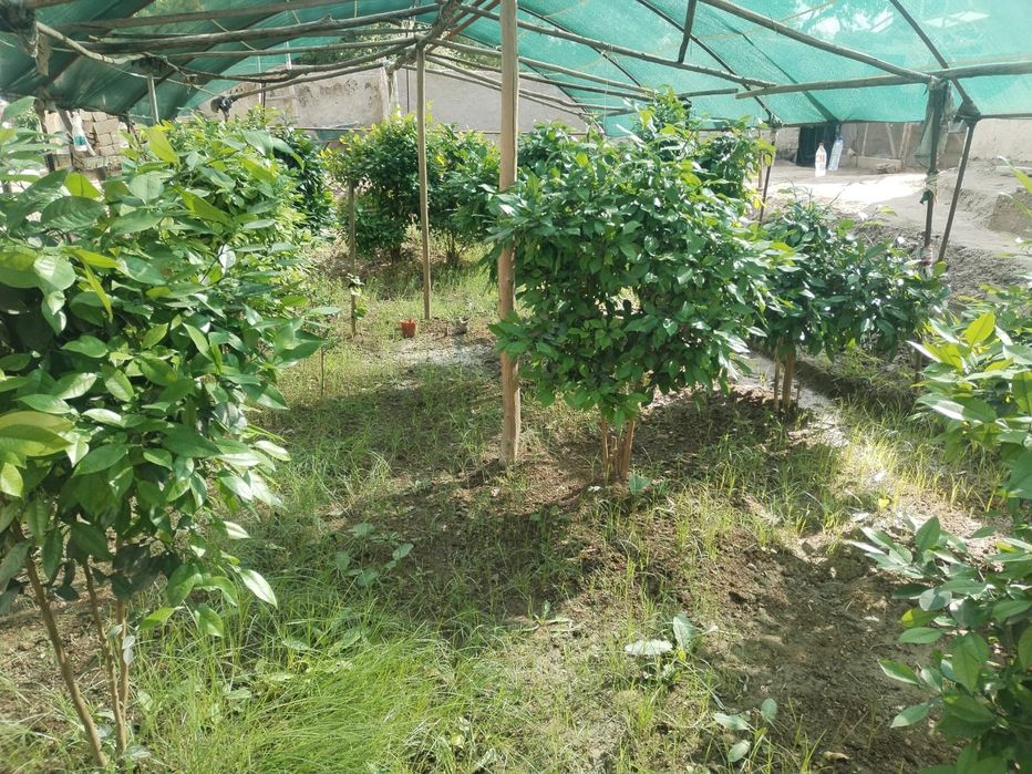5 yillik limon ko'chatlari