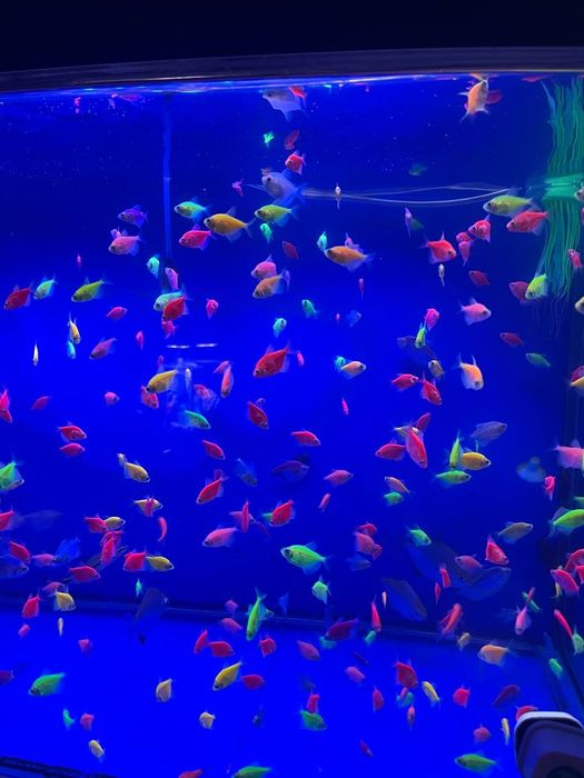 Akvarum va baliq magazin