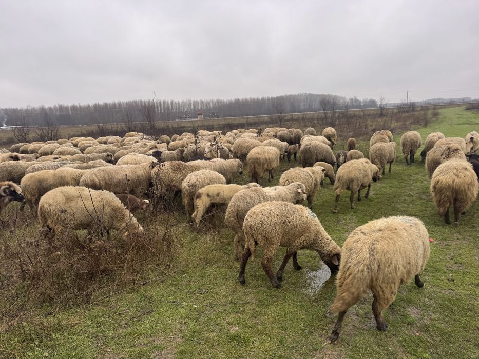 Vand oi pe ales sau la rand