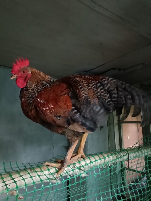 Продам молодых петушков