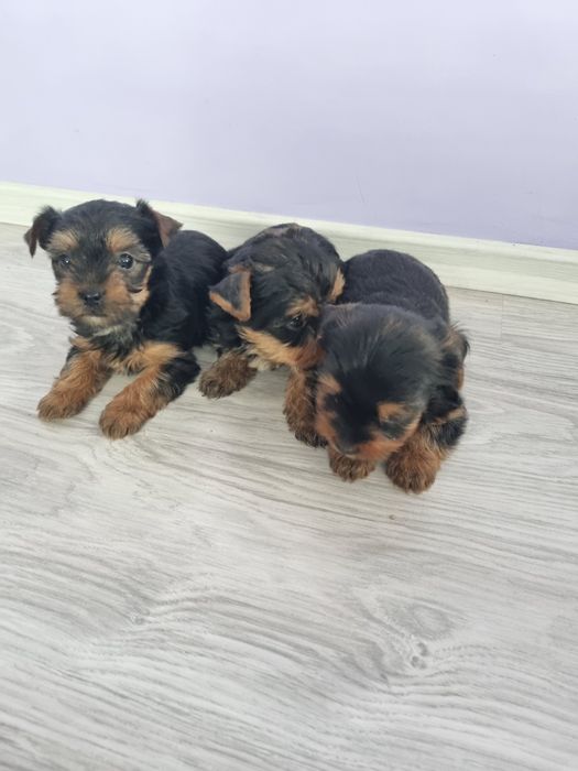 Йоркшир териери момчета.