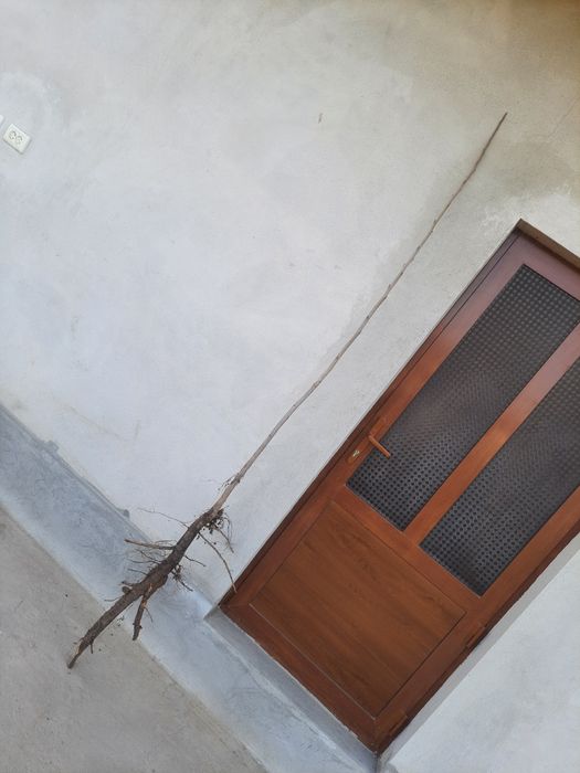 Pekan yonģoģi va kóchatlari sotiladi