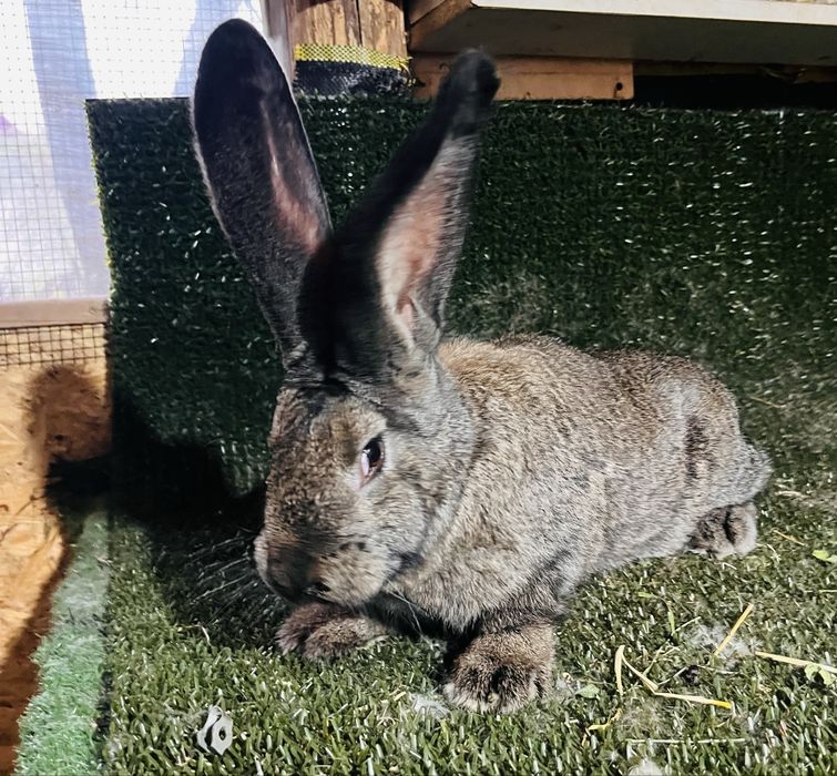 Femela urias german grifier din ianuarie 2026