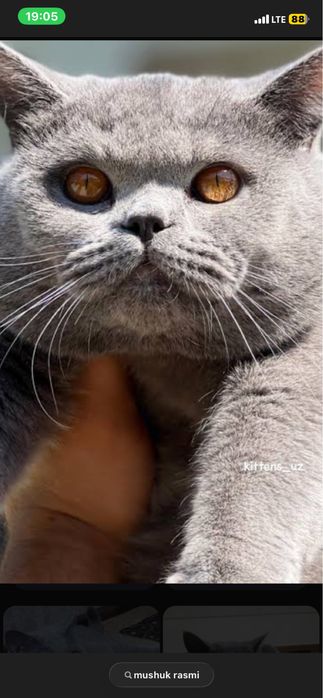 Mushuk sotiladi holati yaxshi semizgina