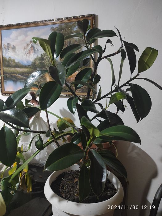 Продам большой Фикус