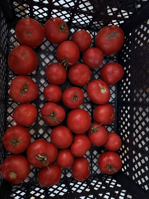 Продам Срочно Помидоры