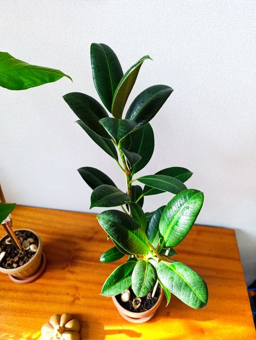 Фикус каучуконосный 60см