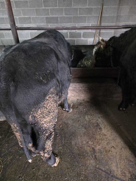 Продам Быка два года !