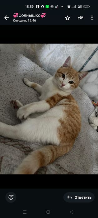 Отдам в добрые руки