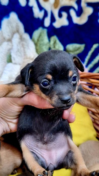 Мини Той-терьеры