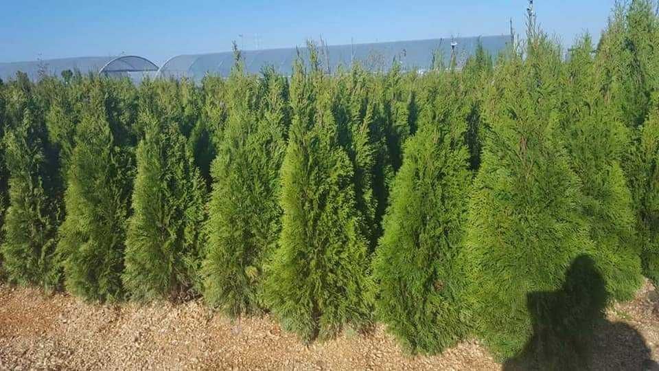 Vând tuia smarald și columnaris