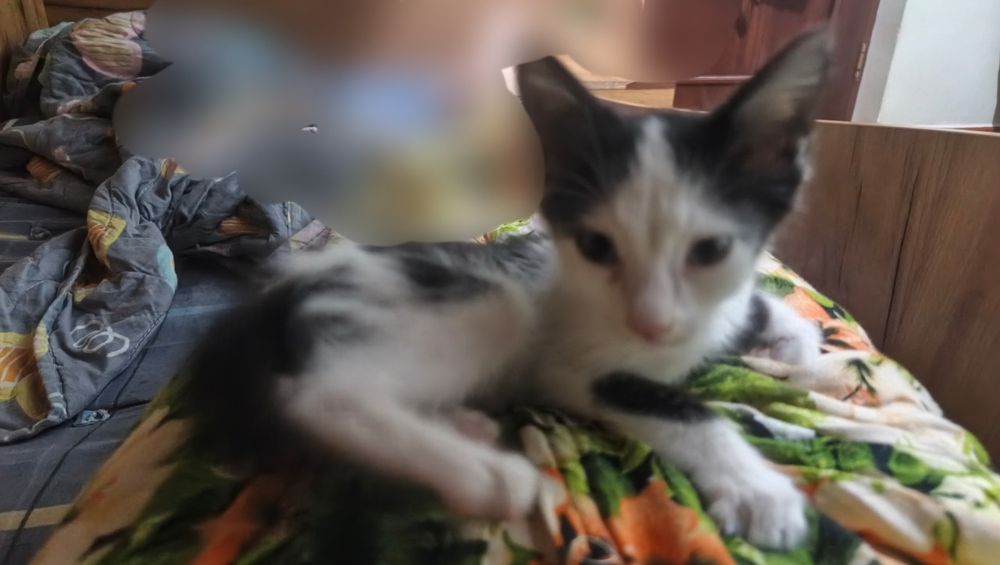 котенок мальчик, 2 недели
