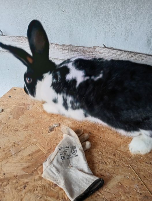 Vand o iepuroaica tânără