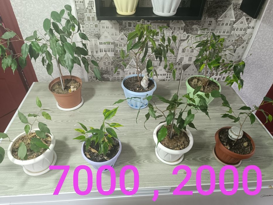 Цветы не дорого продам