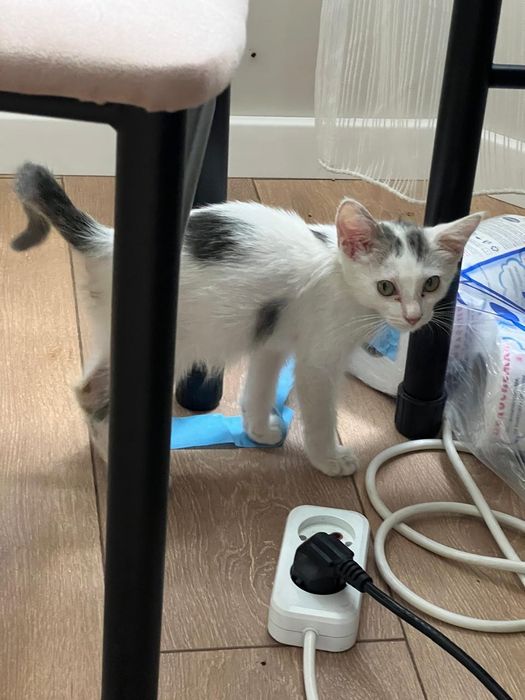 Котенок, белый, 2 месяца