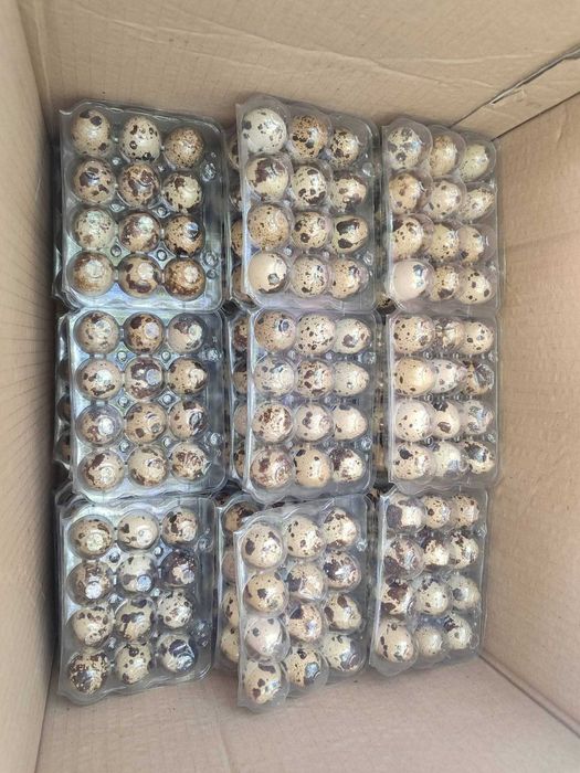 Пресни пъдпъдъчи яйца – Директно от фермата!