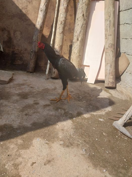 Срочно продам петух бойцовский