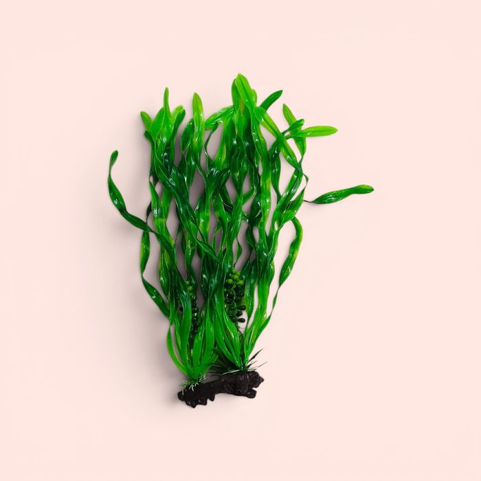 Faqat Akvarium uchun