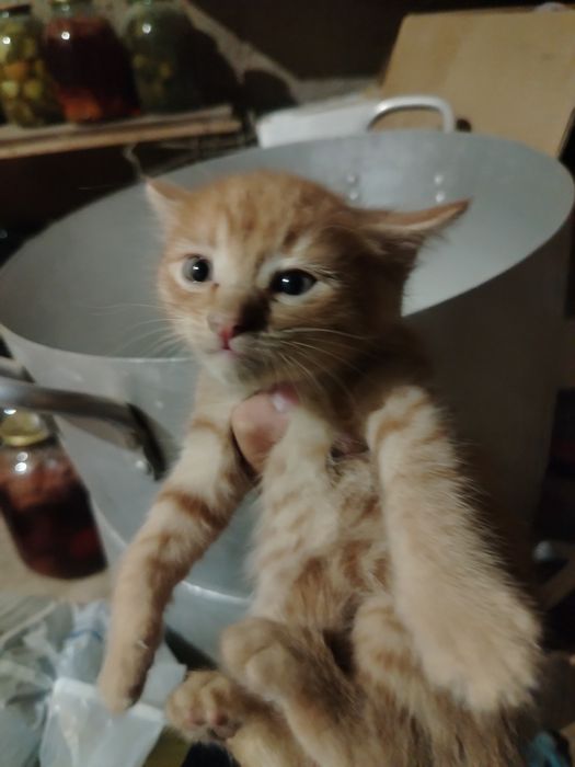 Отдам котят в добрые руки