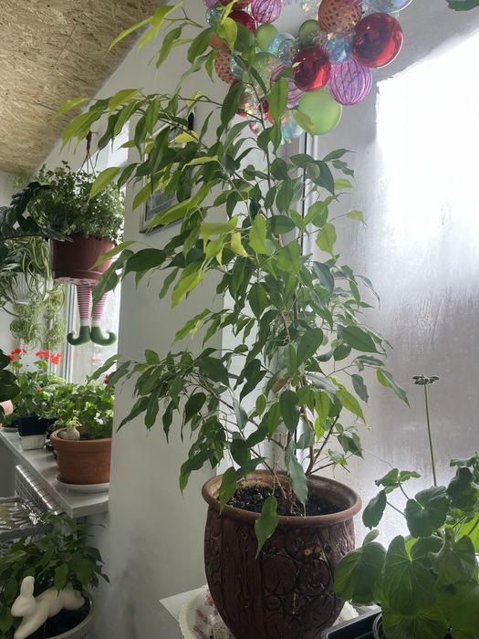 Фикус бэнджамина