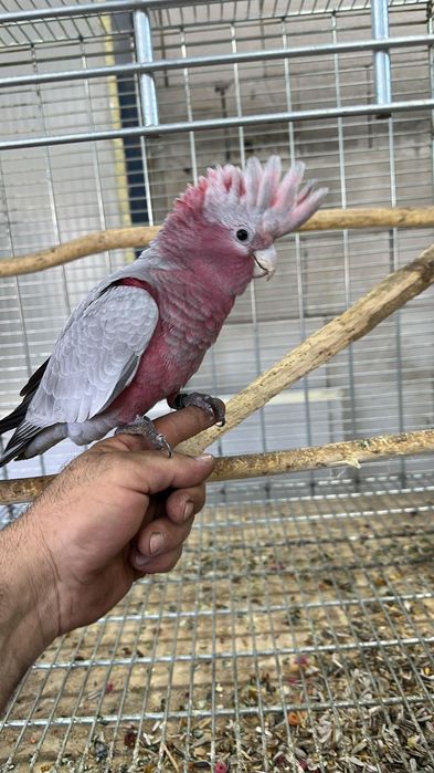 Kakadu roza roza Mascul