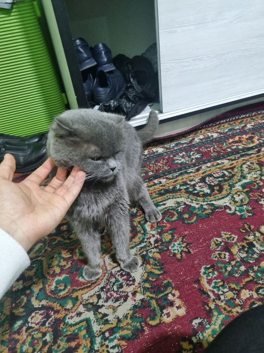 Scottish Fold mushuk sotiladi