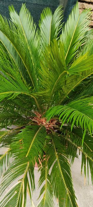 Палма супер състояние