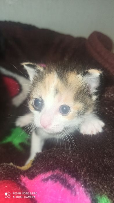 Мысыктын баласы.