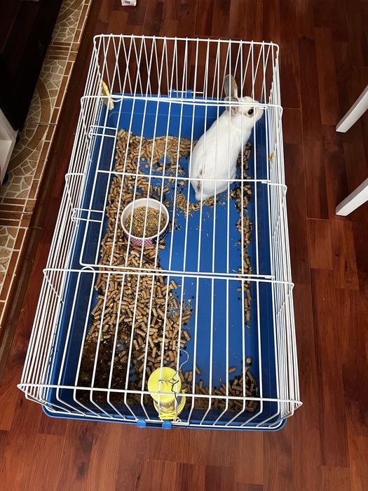 Продам декоративного кролика