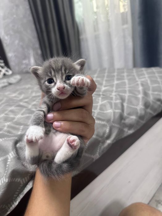 Отдаются котята
