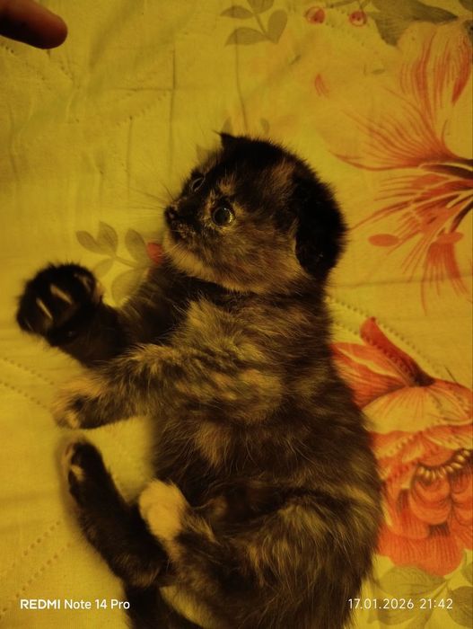 срочно!!!
3 месячная
к лотку приучена, девочка
лоток л