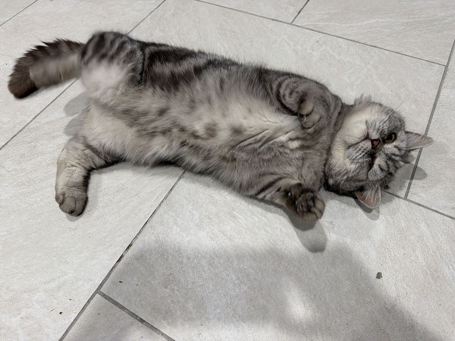 Скотиш Страйт Scottish Straight