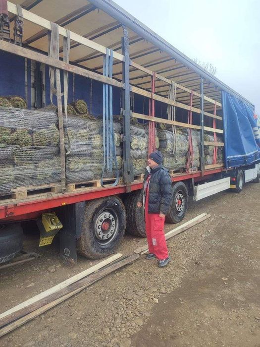 Gazon rulou de calitatea extra de zone umbrite de soare