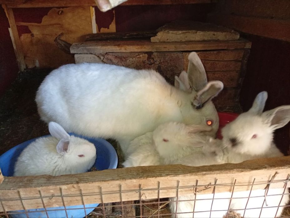 Quyon ona kalif va bolalari