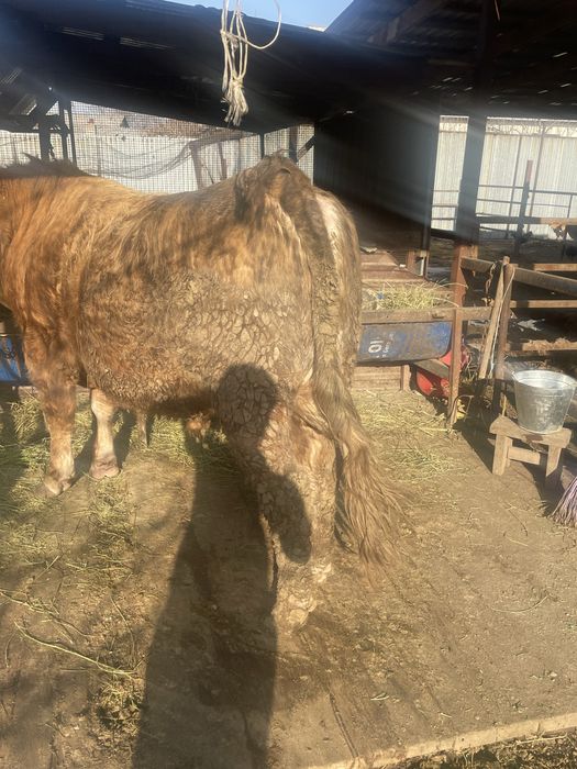 Продам быка, чистый швед