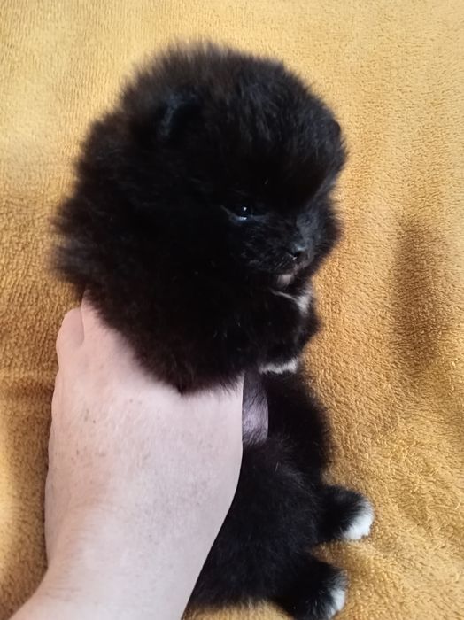 Продам щенка шпица