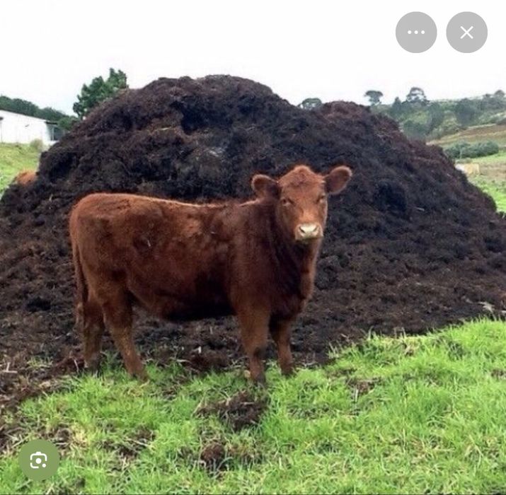 Продам оптом  навоз (перегной)