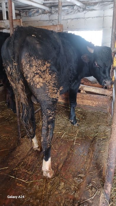 Бычок голштейн на племю