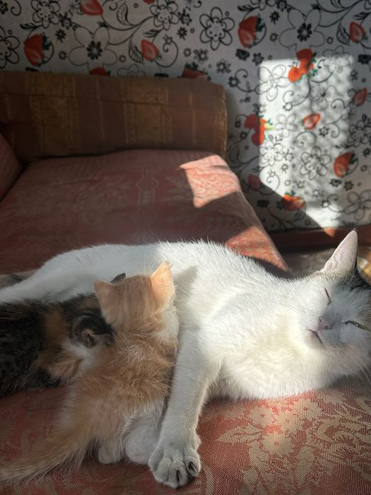 котята в хорошие руки