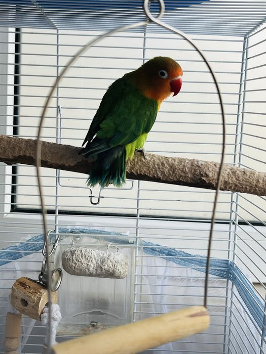 Agapornis fisher pui