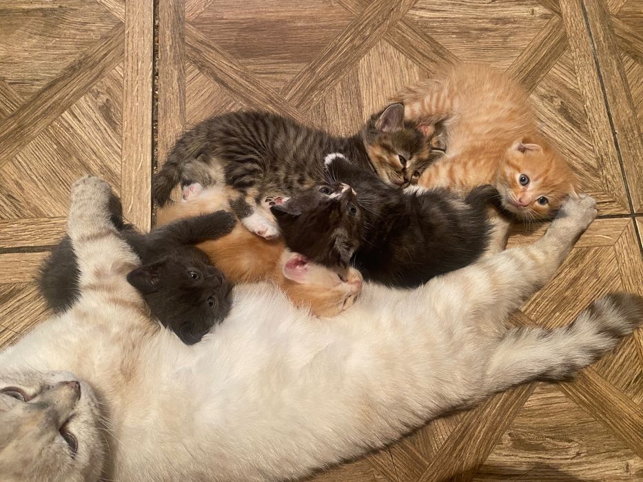 Продам Британских / Шатланских котят